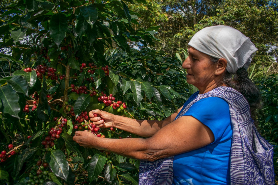 Descubre los beneficios del Café de Especialidad Peruano