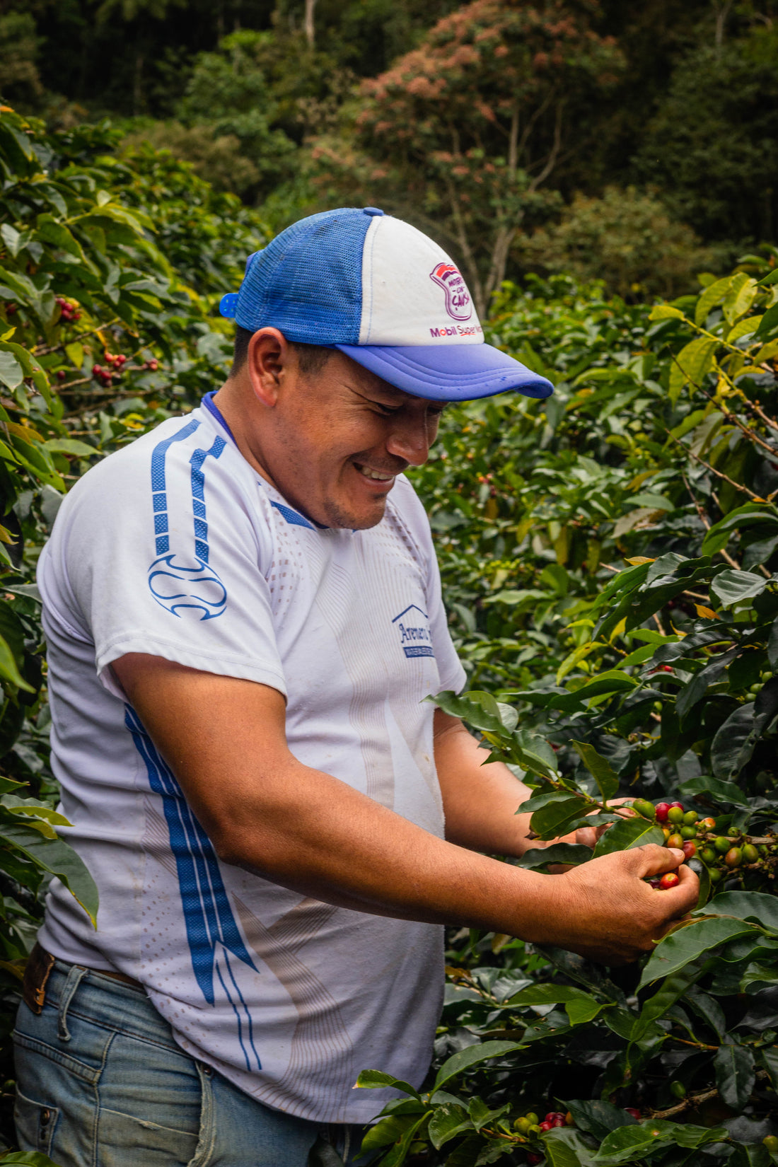 ¿Por qué invertir más en un café de especialidad peruano?